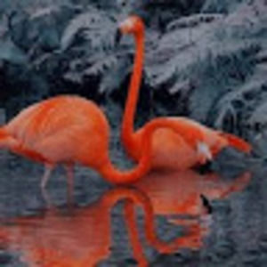 Meet your Posher, (student) savannah